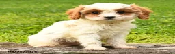 Cavapoo dogs for sale: Snowy - Ad 2