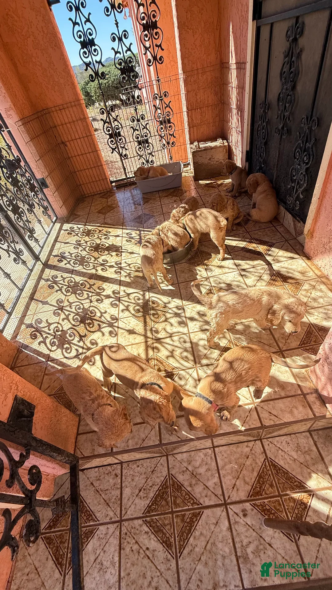 Goldador dogs for sale: Goldador Puppy 4 - Ad 5