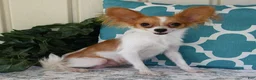Papillon dogs for sale: Bobby - Ad 6