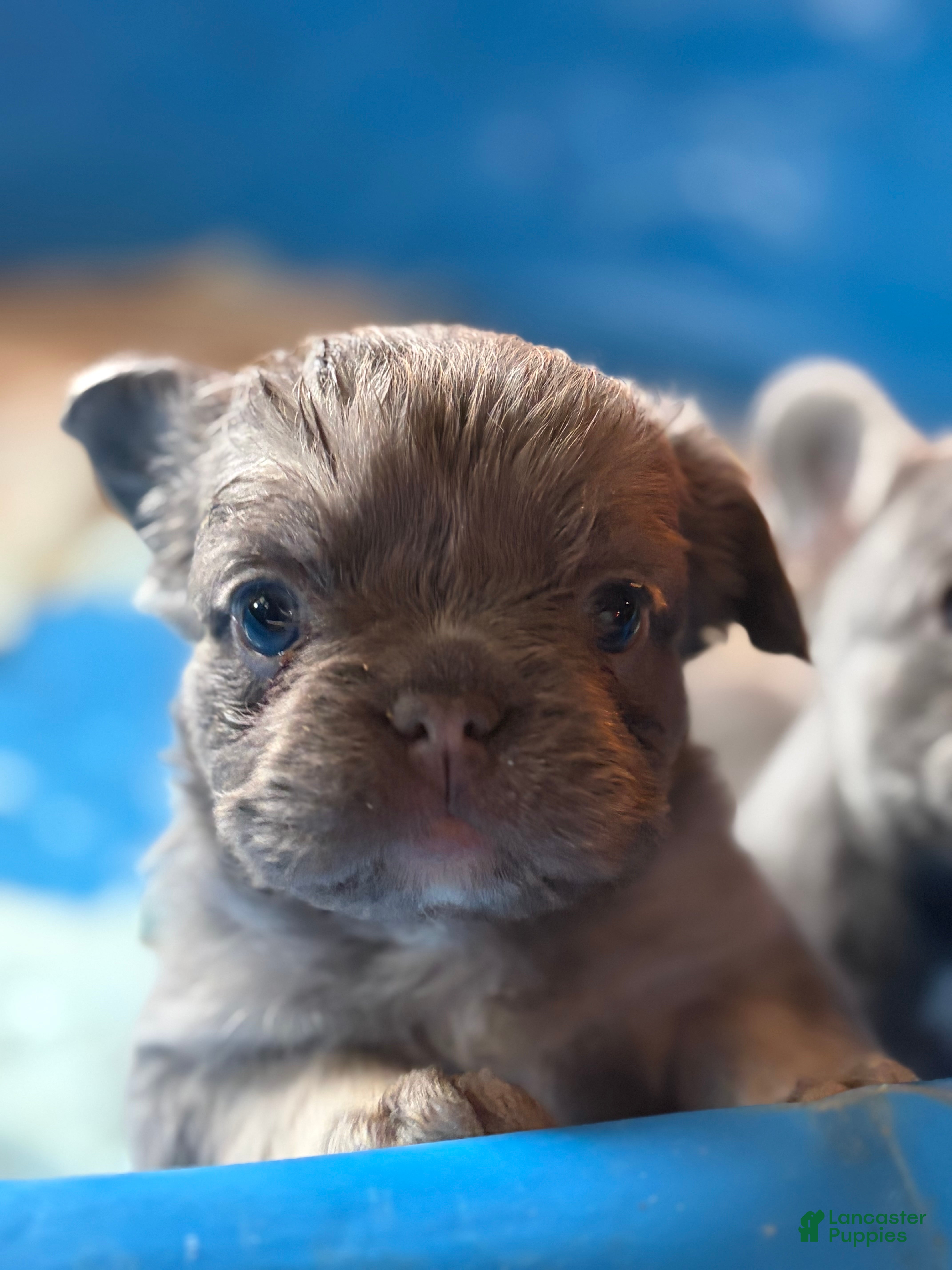 French Bulldog dogs for sale: French Bulldog Puppy 2 - Ad 2