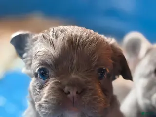 French Bulldog dogs French Bulldog Puppy 2 - Ad 9