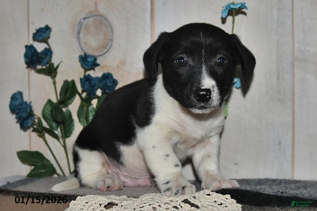 Mixed Breed dogs for sale: Ricky - Ad 3