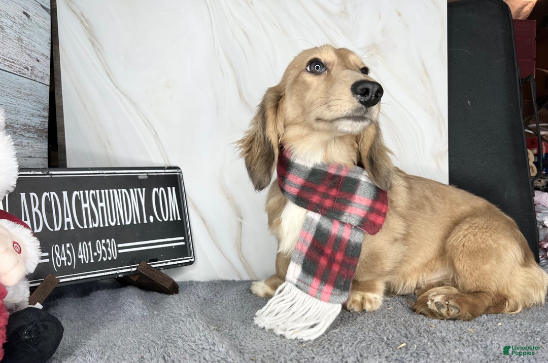 Miniature Dachshund dogs for sale: Cream dapple - Ad 11