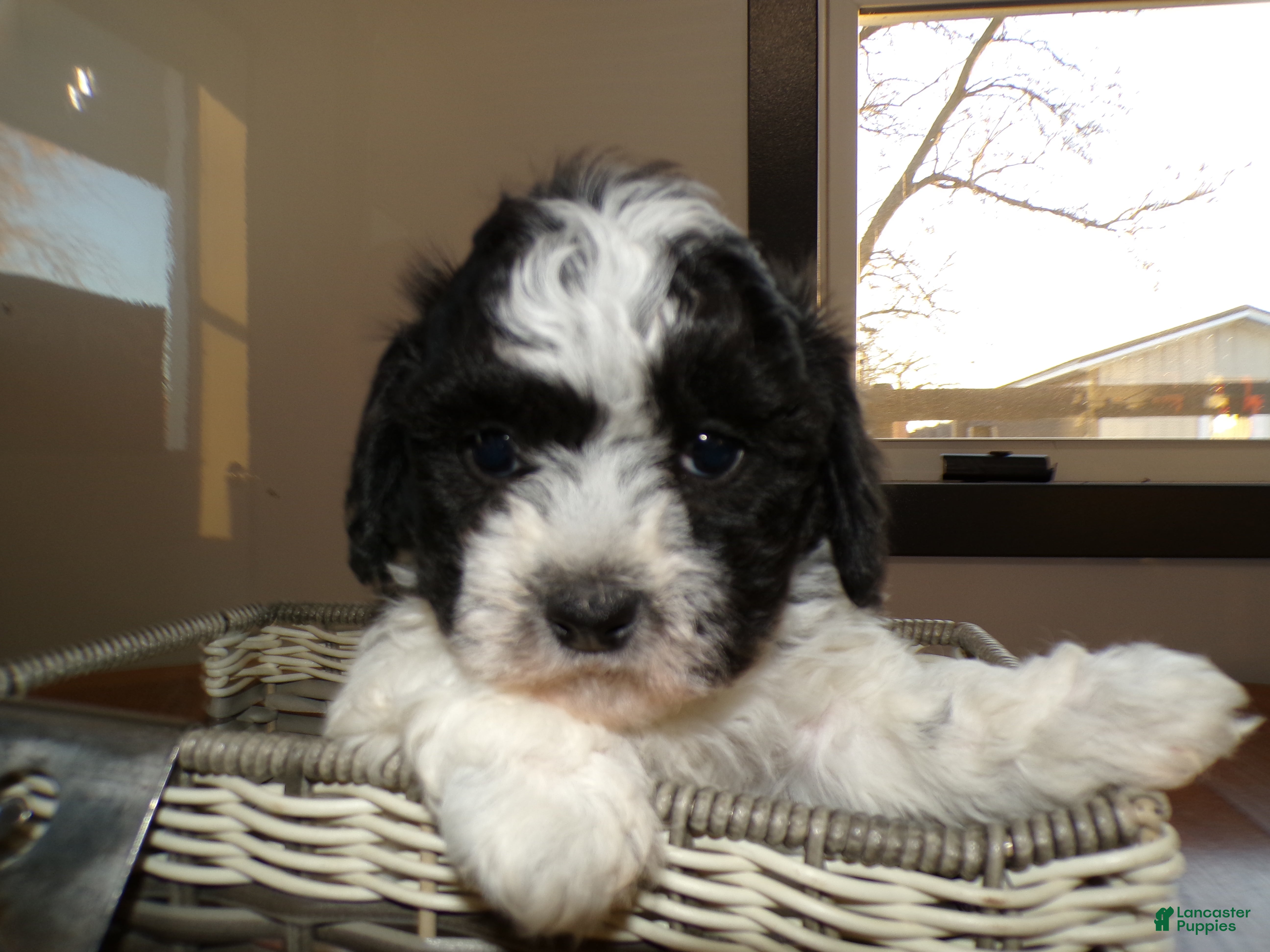 Teddy Bear dogs Teddy Bear Puppy 2 Scoot - Ad 24