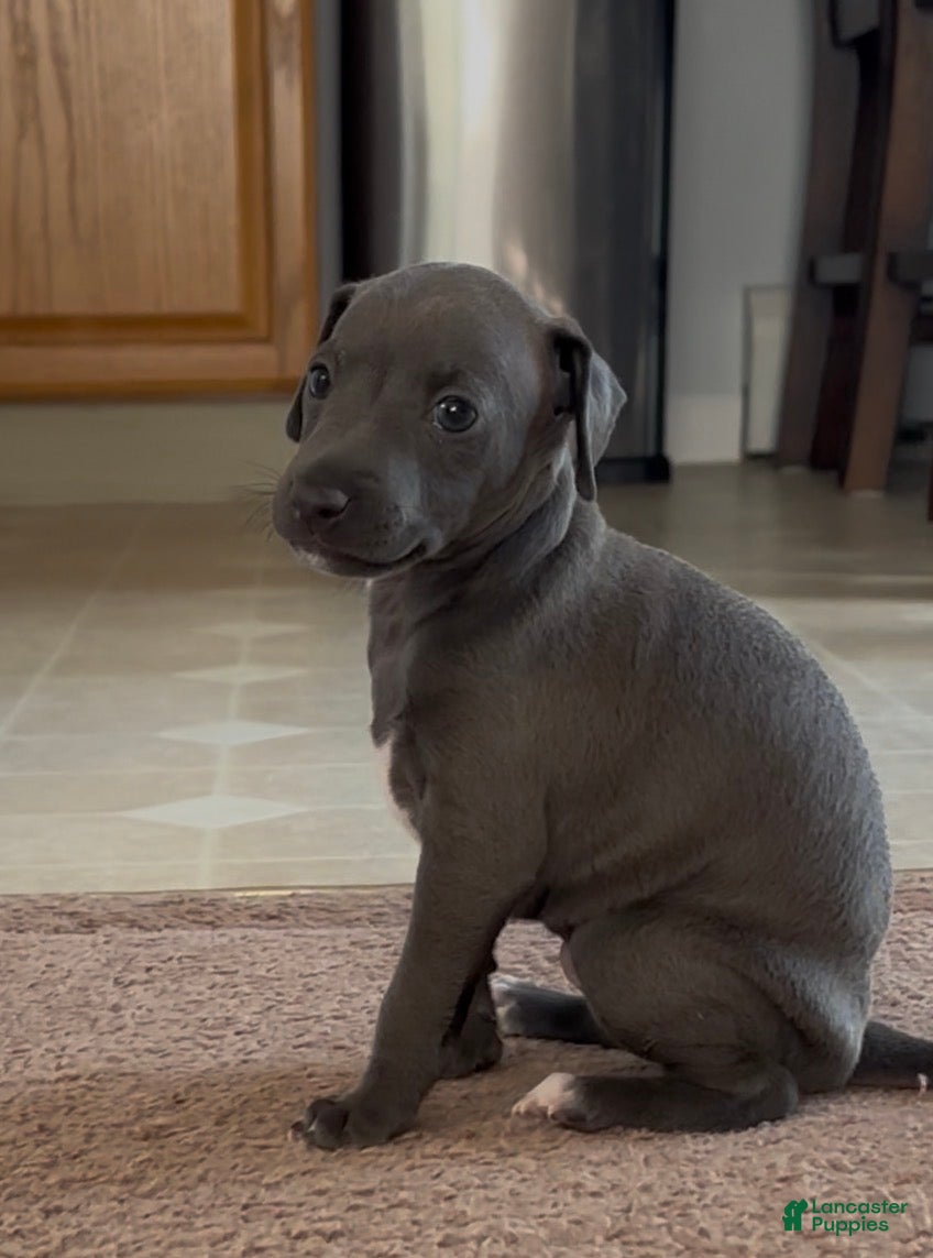 Italian Greyhound dogs Italian Greyhound 1 - Ad 3