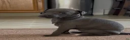 Italian Greyhound dogs for sale: Italian Greyhound 1 - Ad 2