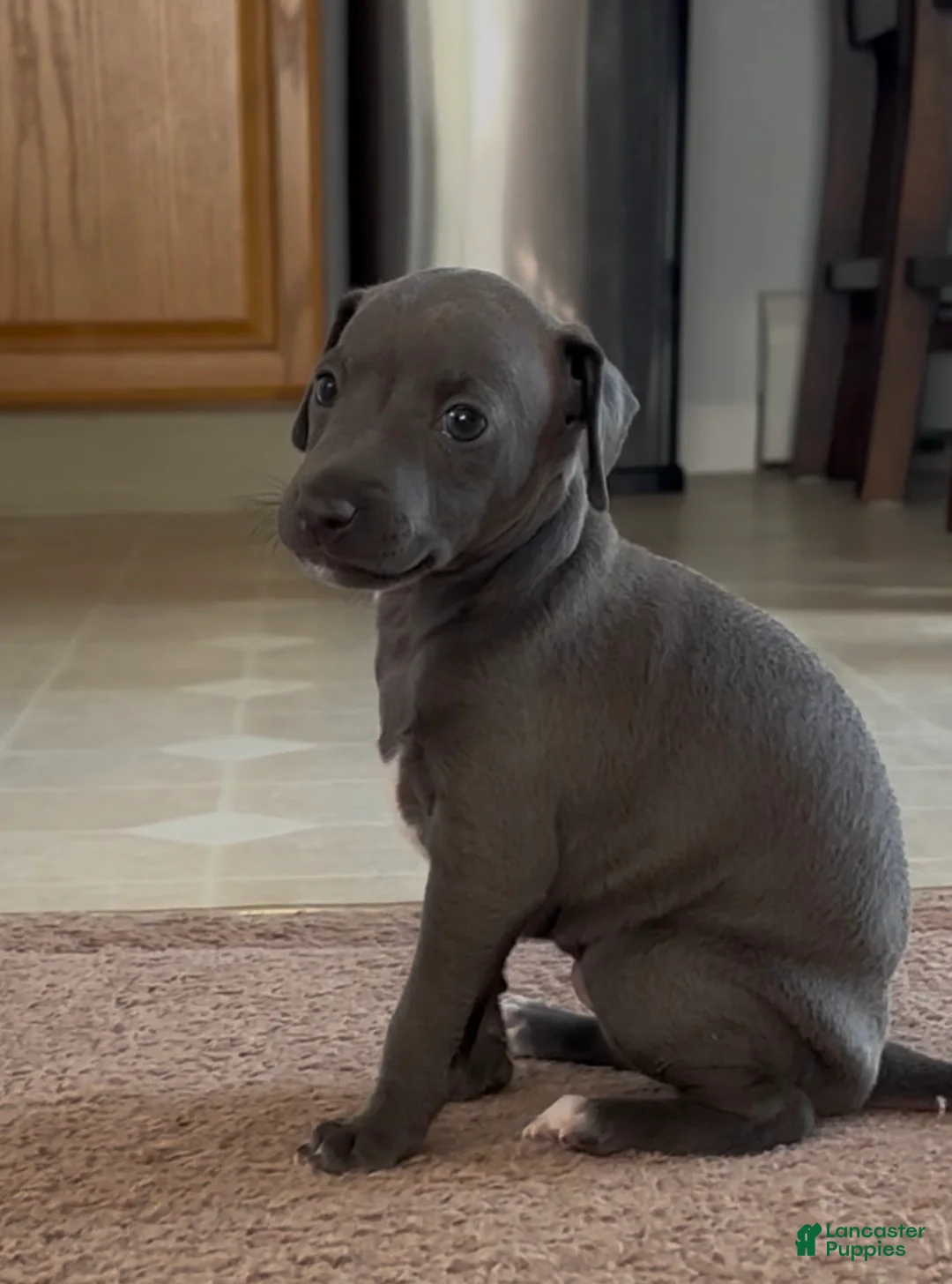 Italian Greyhound dogs for sale: Italian Greyhound 1 - Ad 2