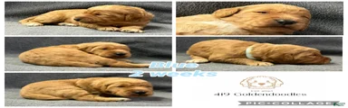 Blue - Goldendoodle Puppy 1