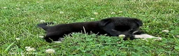 Mixed Breed dogs for sale: Elyse - Ad 4