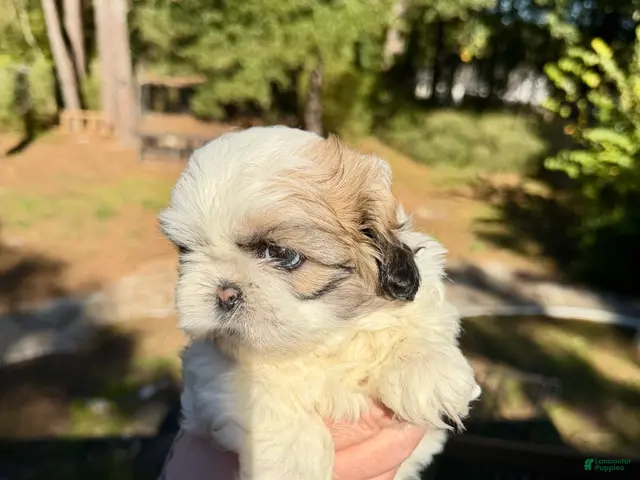 Shih Tzu dogs Princess Bella - Ad 2