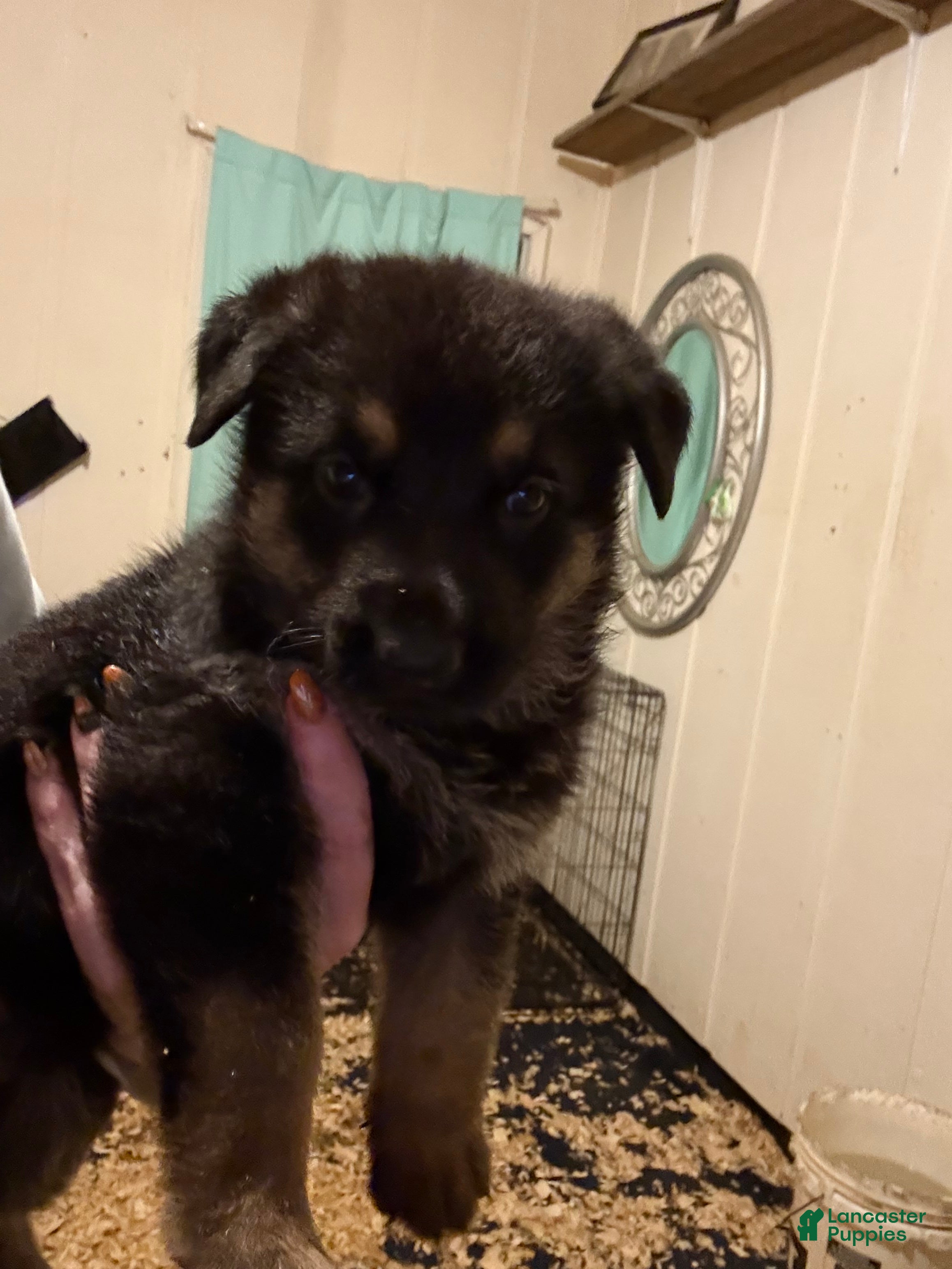 German Shepherd (German Shepherd, Male) in Murphy, NC
