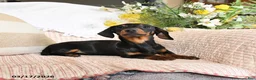 Dachshund dogs for sale: Holden - Ad 4