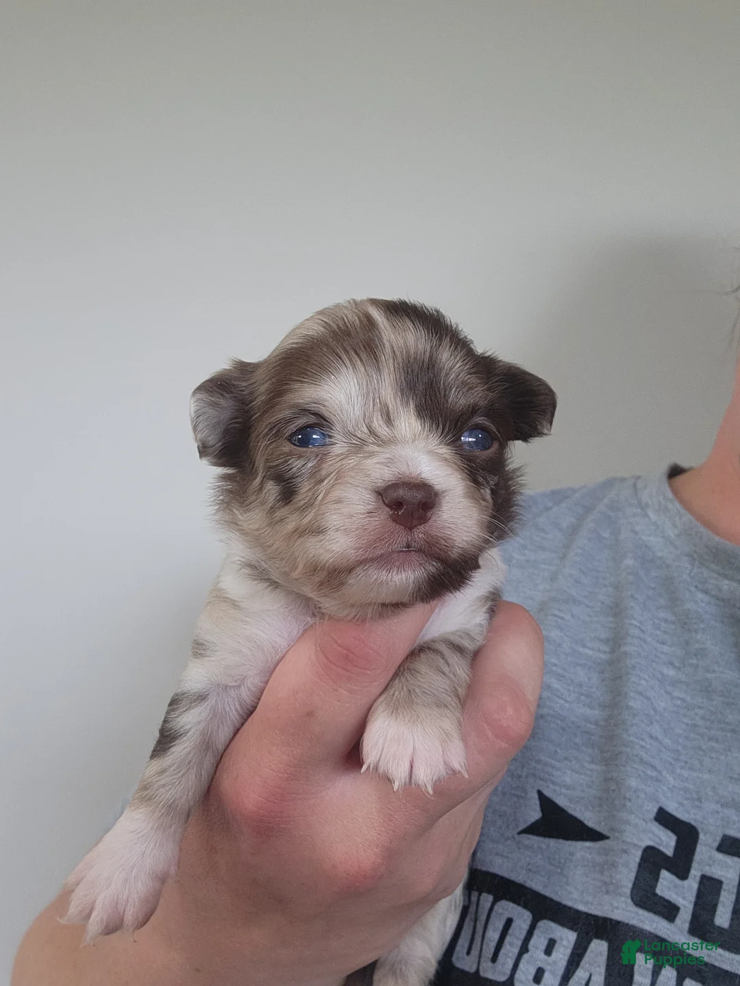 Chihuahua dogs for sale: Brownie  - Ad 1