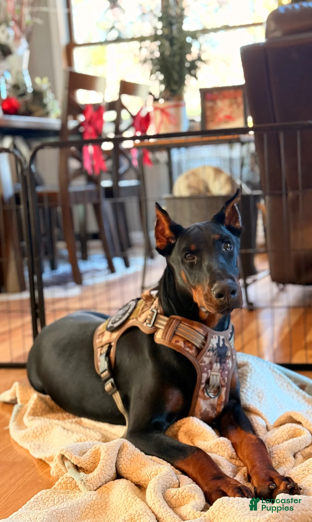 Doberman Pinscher dogs for sale: Doberman Pinscher Puppy 1 - Ad 6