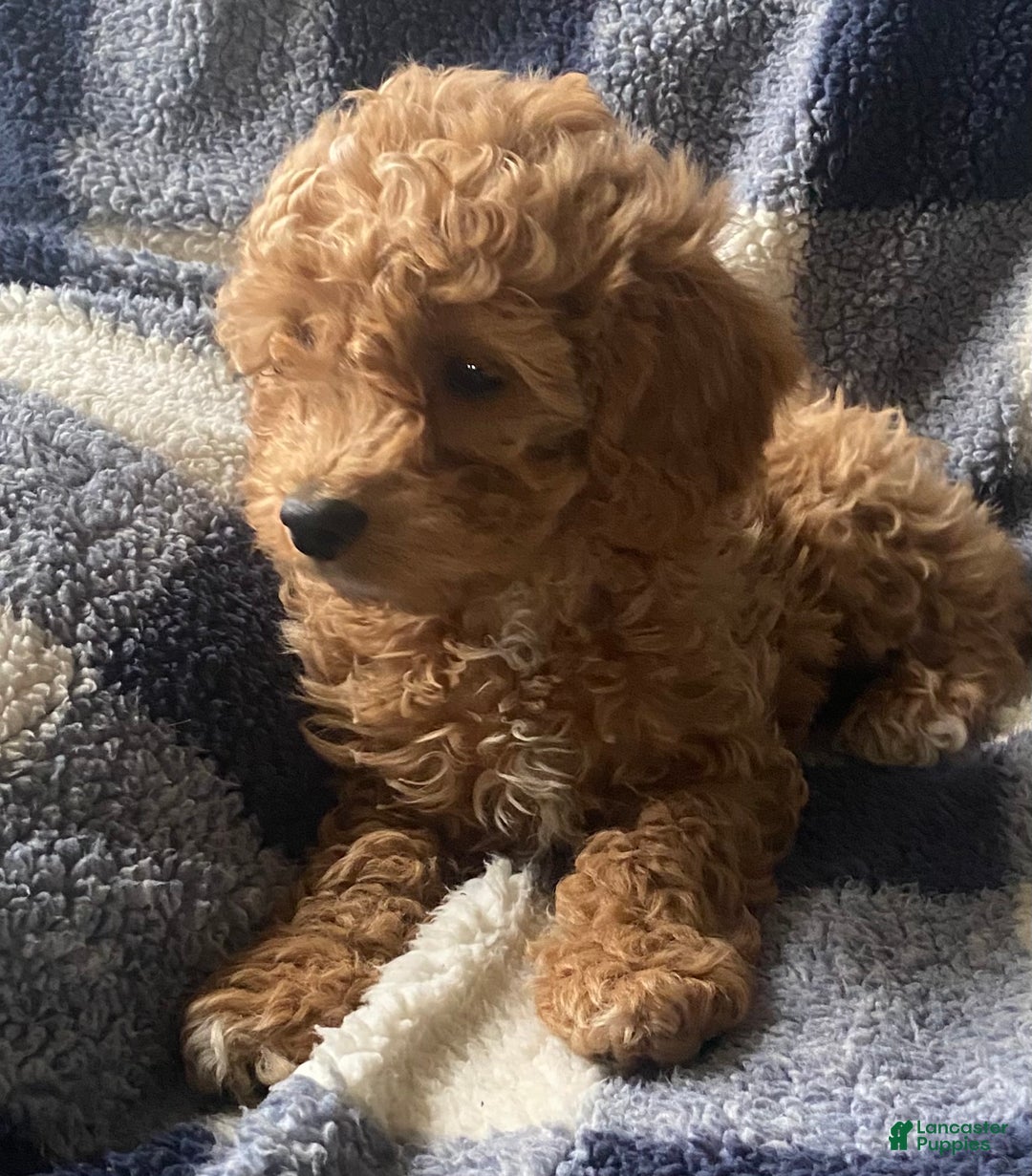 Cavapoo dogs for sale: Casper  - Ad 4