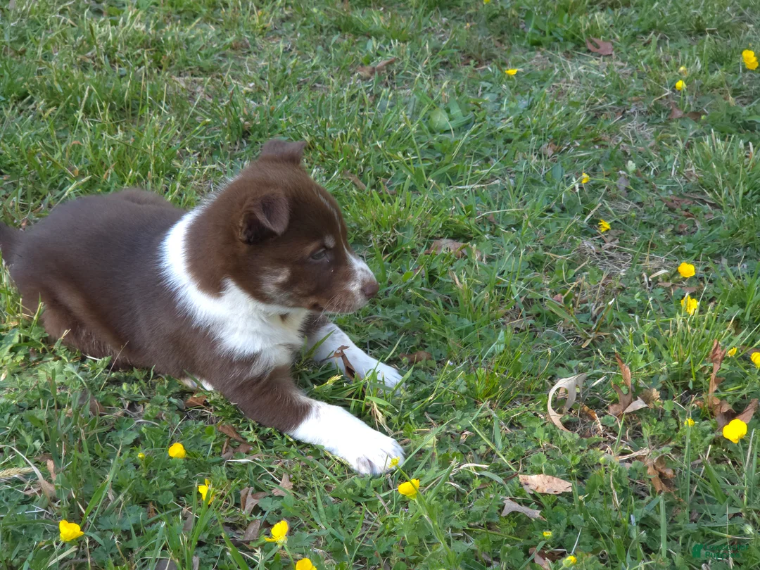Mixed Breed dogs for sale: Aussie Siberian Puppy 3 - Ad 2