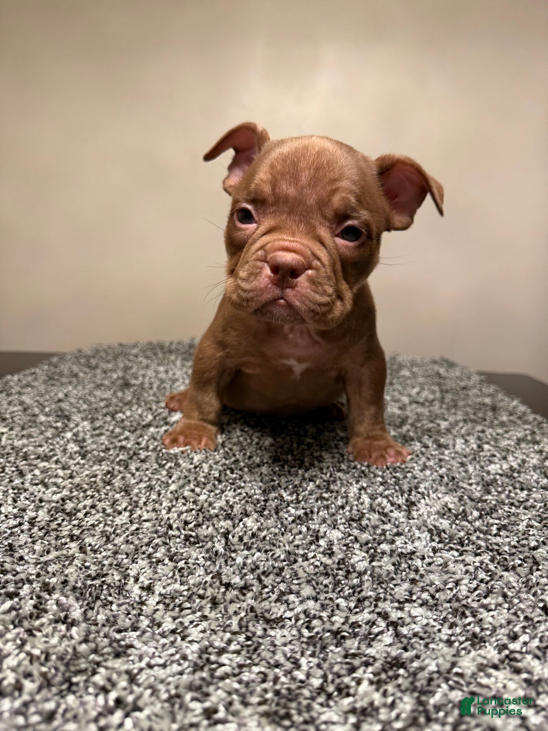 American Bully dogs for sale: American Bully Puppy 5 - Ad 12