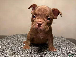 American Bully dogs - Ad 38