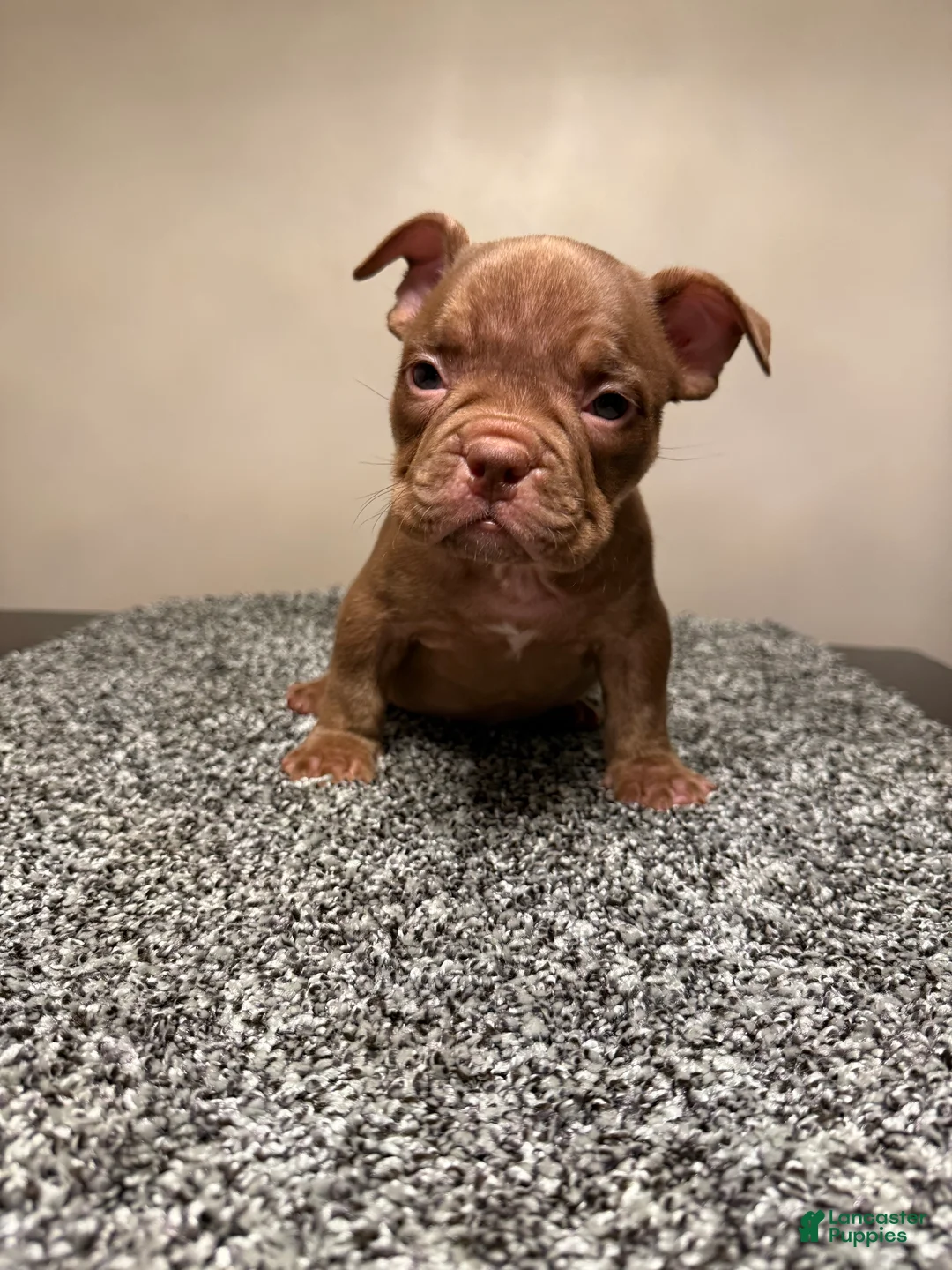 American Bully dogs for sale: American Bully Puppy 3 - Ad 14