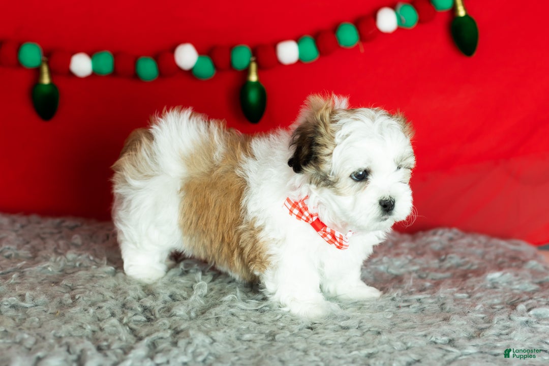 Teddy Bear dogs for sale: milo - Ad 5