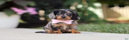 Miniature Dachshund dogs for sale: Cora - Ad 12