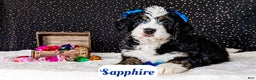 Bernedoodle dogs for sale: Sapphire - Ad 6