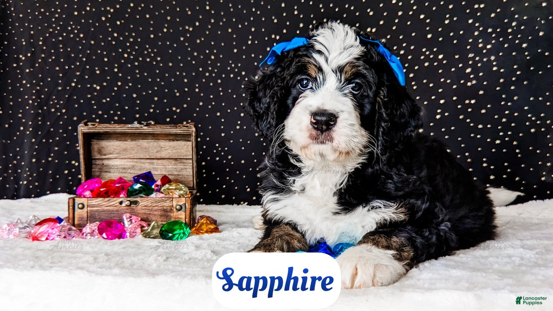 Bernedoodle dogs for sale: Sapphire - Ad 6
