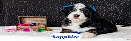 Bernedoodle dogs for sale: Sapphire - Ad 6