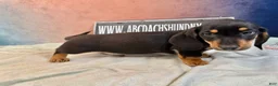 Miniature Dachshund dogs for sale: AKC import smooth - Ad 9