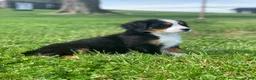 Bernese Mountain Dog dogs for sale: JJ - Ad 16