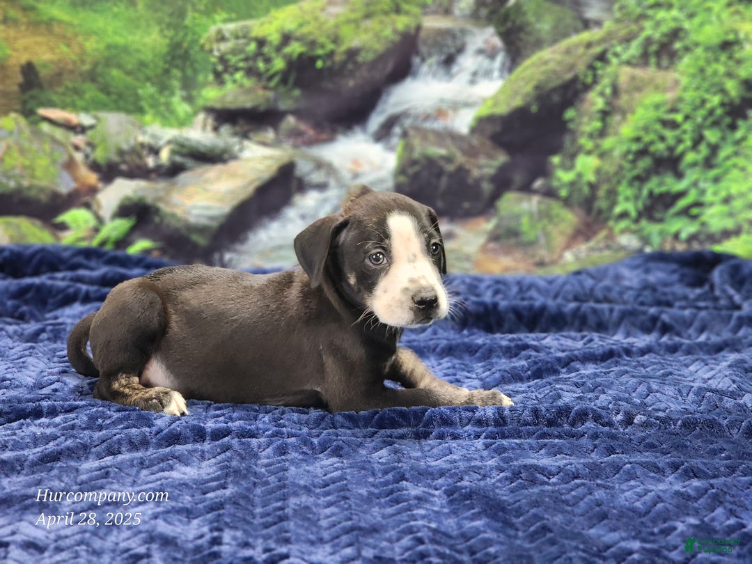 Catahoula Leopard Dog dogs for sale: Luna 2025 Male 1 - Ad 3