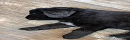 Newfoundland dogs for sale: Haven - Ad 2