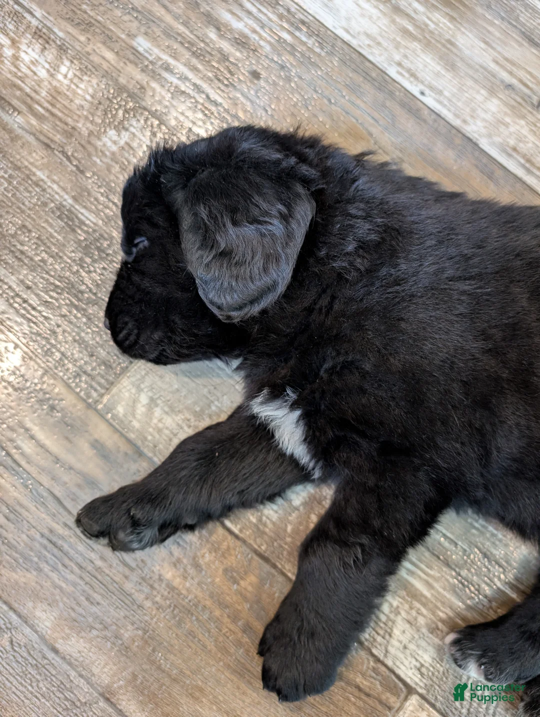 Newfoundland dogs for sale: Haven - Ad 2