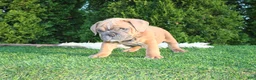 English Bulldog dogs for sale: Debbi - Ad 1