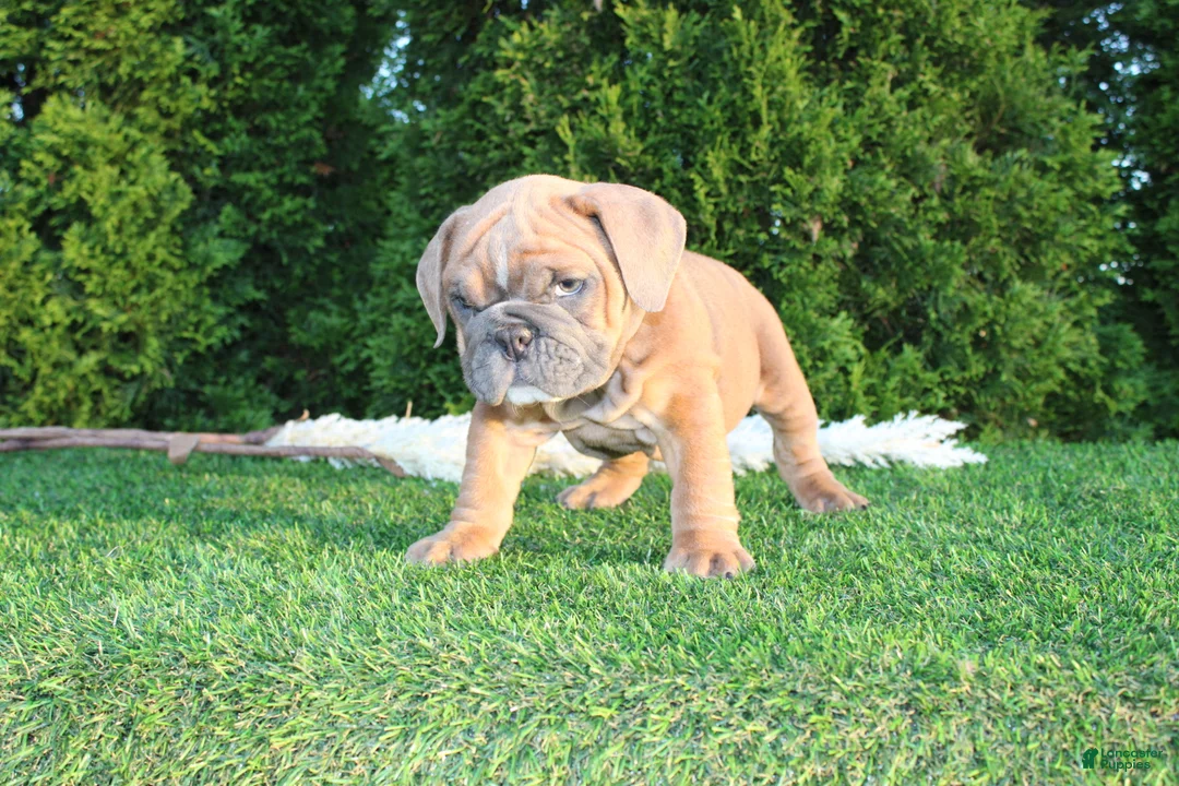English Bulldog dogs for sale: Debbi - Ad 1