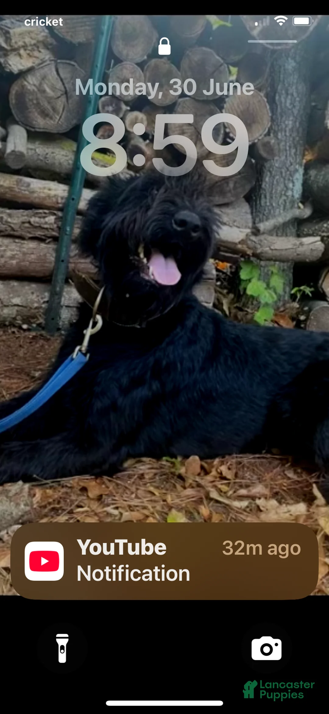 Giant Schnauzer dogs for sale: Luna - Ad 2