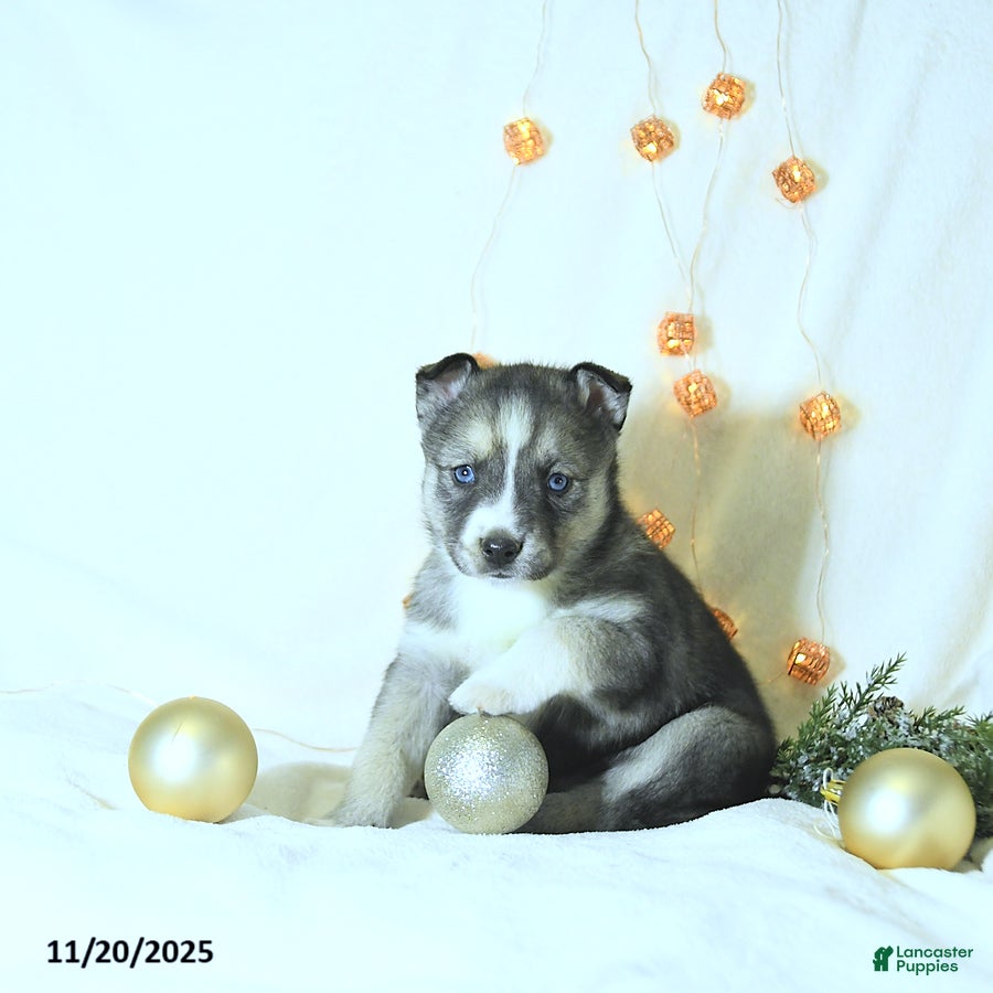 Siberian Husky dogs Glory - Ad 41