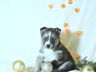 Siberian Husky dogs Glory - Ad 18