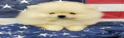 Pomeranian dogs for sale: Wrangler - Ad 4