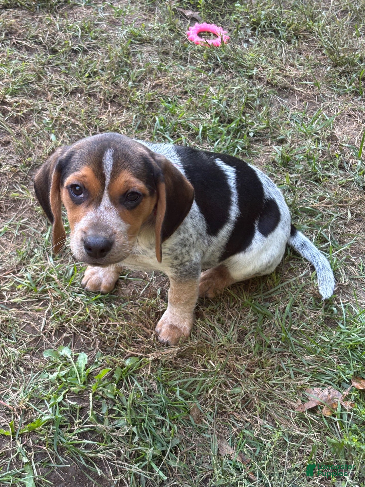 Beagle