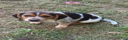 Beagle dogs for sale: Beagle 4 - Ad 1
