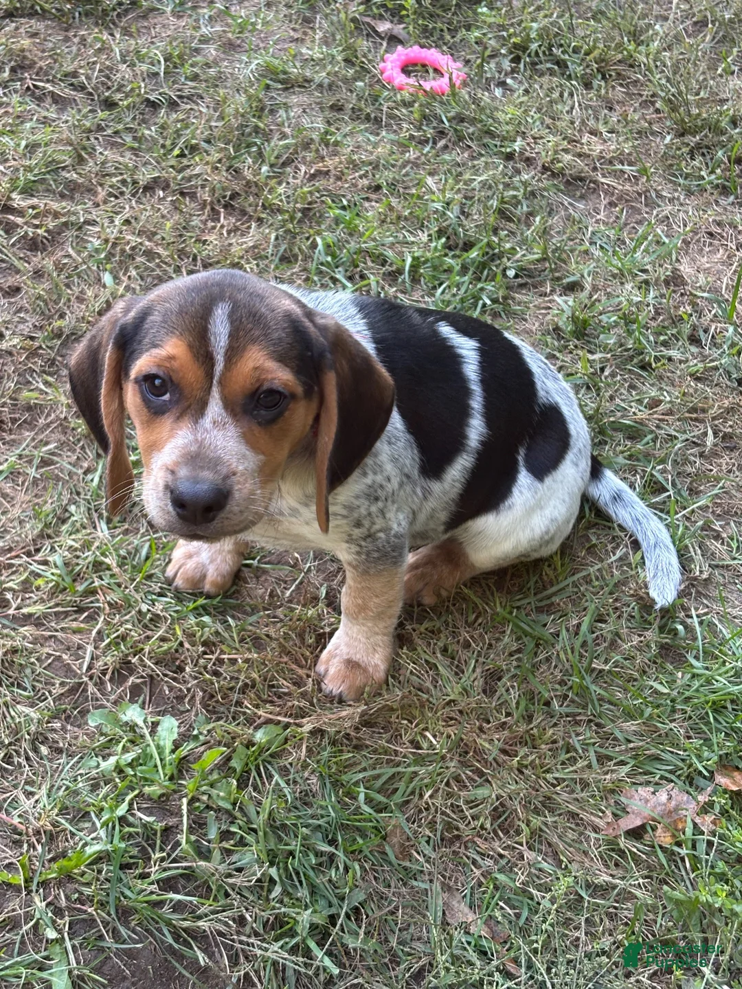 Beagle dogs for sale: Beagle 4 - Ad 1