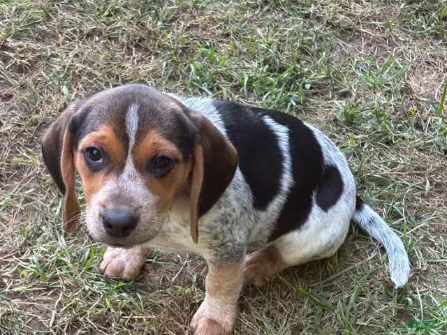 Beagle dogs Beagle 4 - Ad 1