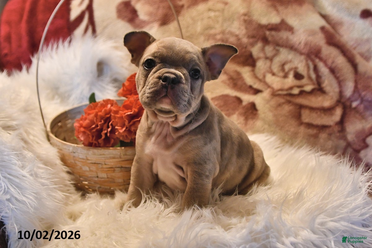 Frenchton dogs Puddles - Ad 1