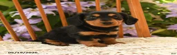 Miniature Dachshund dogs for sale: Archie - Ad 3