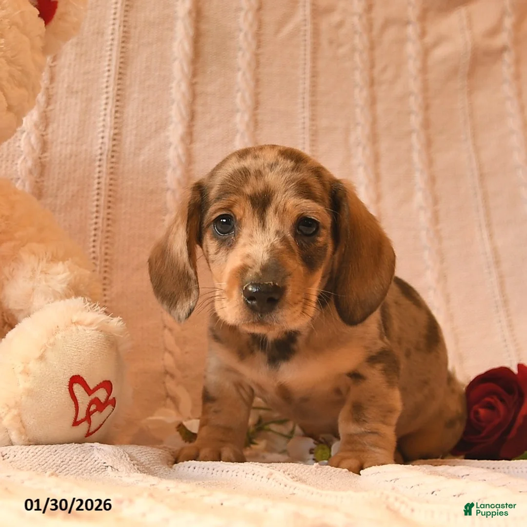 Miniature Dachshund dogs for sale: Jojo - Ad 1