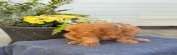 Goldendoodle dogs for sale: Tommy - Ad 4