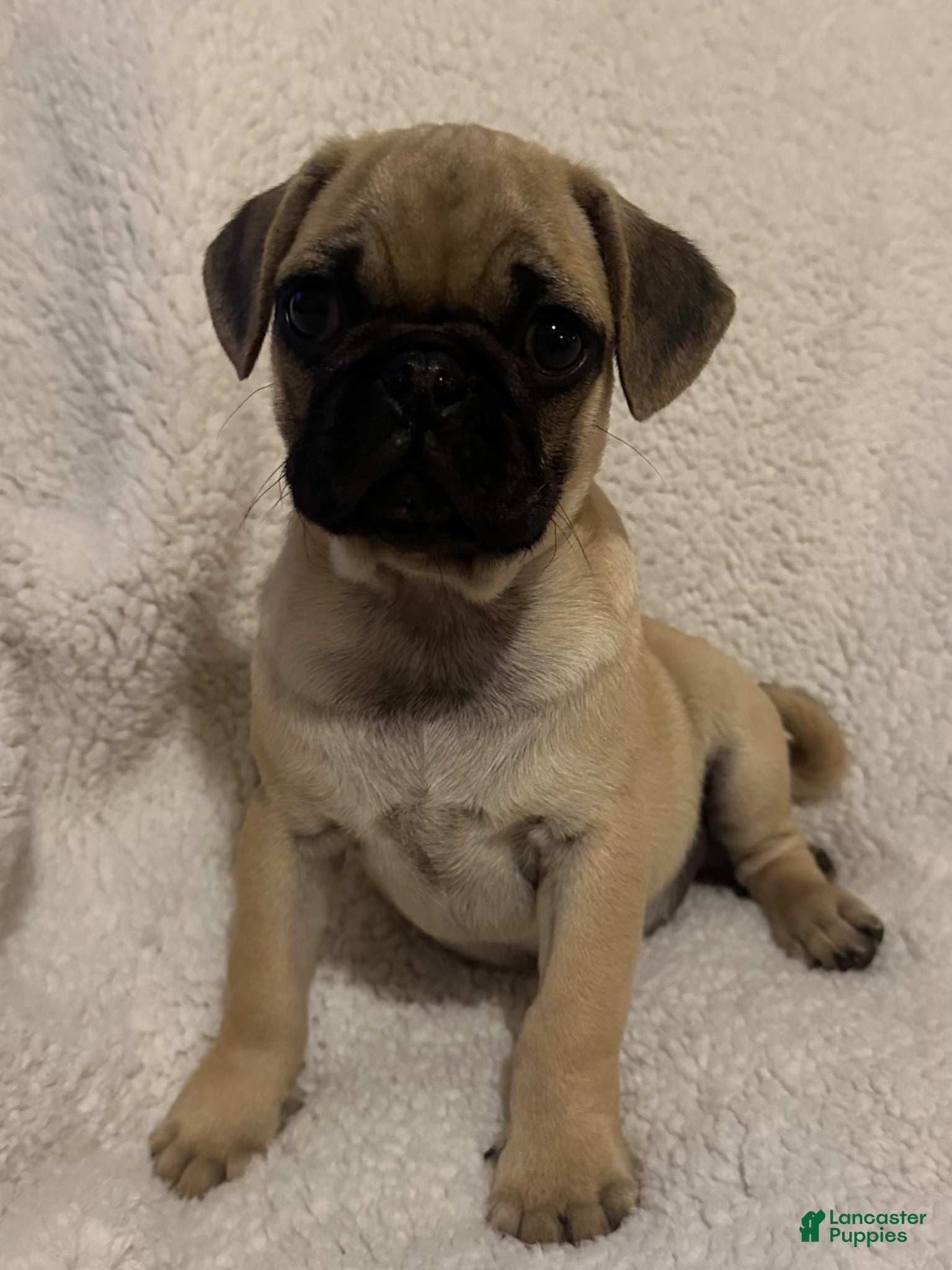 Pug dogs Peppercorn - Ad 2