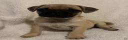 Pug dogs for sale: Peppercorn - Ad 2