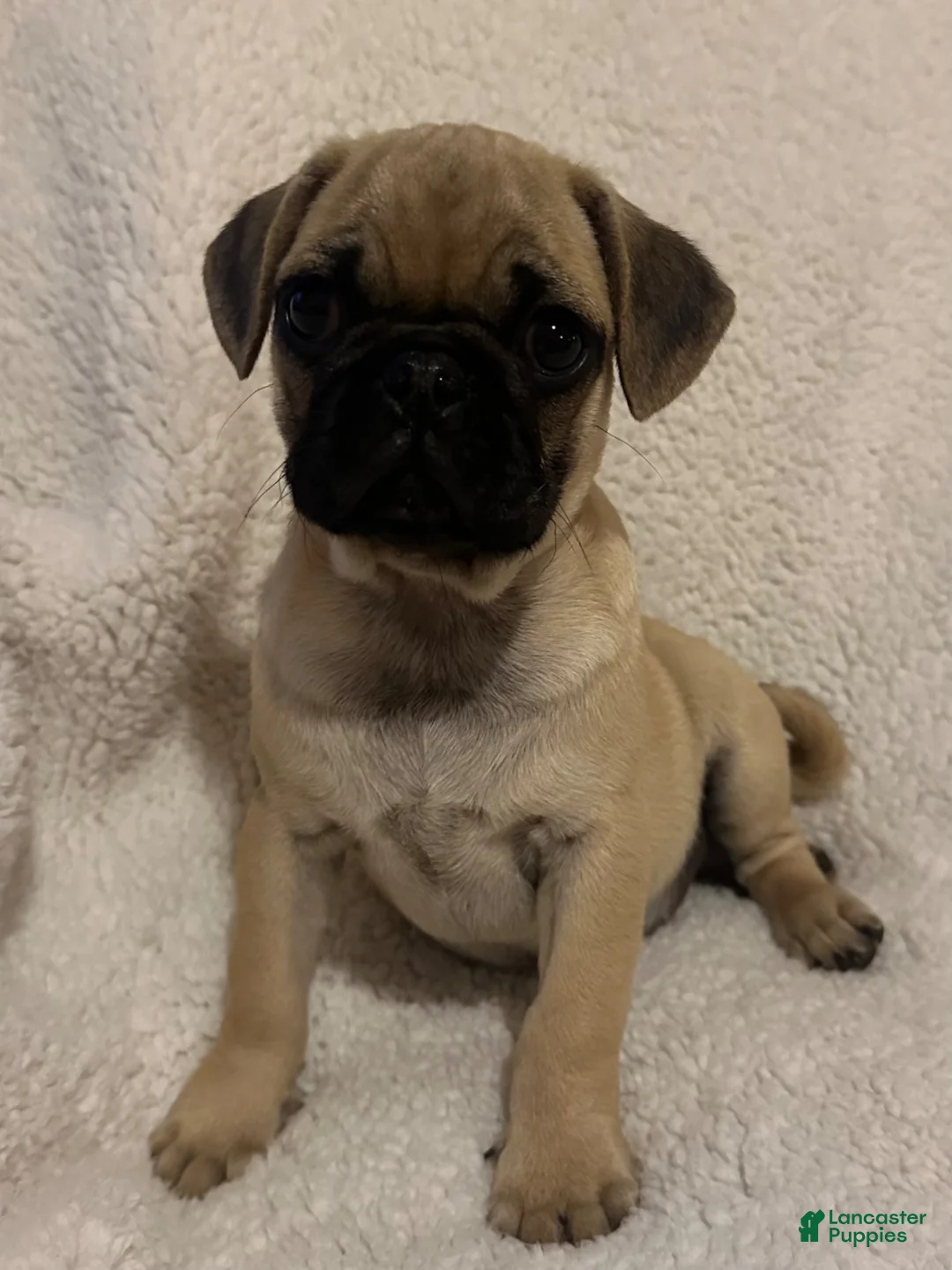 Pug dogs for sale: Peppercorn - Ad 2